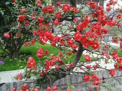 -荆川公园