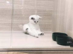 -飞行喵MR PILOT|猫舍·猫咖(静安大融城店)