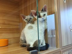 -猫十亿·布偶金渐层·曼基康矮脚猫舍(青年路店)