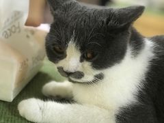 -猫和宫(六道口店)