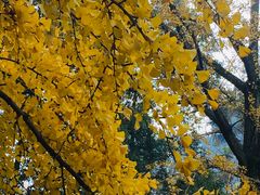 -四川大学(华西校区)