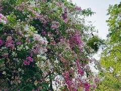 -深圳国际园林花卉博览园