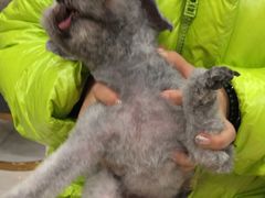 -天宠宠物医院24小时·急重症诊疗中心·全科·腔镜特色(和平分院)