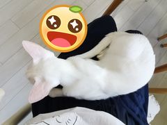 -喵的天空名猫咖啡馆·撸猫·猫舍·用品