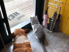 二饼-22cafe
