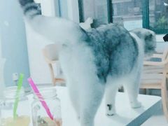 -喵的天空名猫咖啡馆·撸猫·猫舍·用品