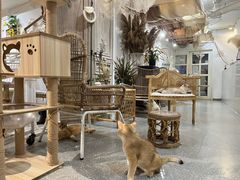 -共舞时光猫咖·狗咖(新街口店)