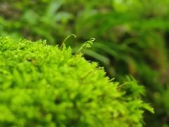 -神农架香溪源景区