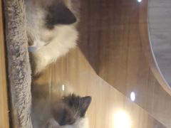 -喵百万·布偶·蓝金金渐层英短·猫舍(百子湾店)