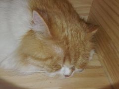 -喵的天空名猫咖啡馆·撸猫·猫舍·用品