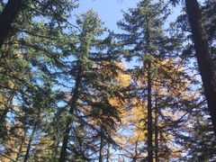 -芦芽山旅游度假区