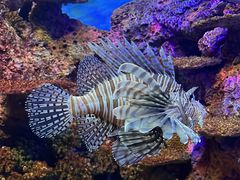 -上海海洋水族馆