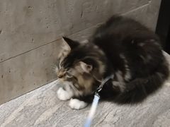 -瑞鹏宠物医院·骨科·猫科·内科(第一中心)