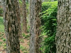 -东莞植物园