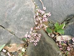 -无锡梅园公园
