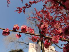 -莫愁湖公园