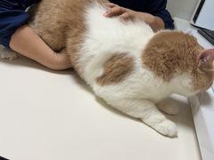 -谐和益家动物医院·免疫绝育·血液透析·宠保定点医院(高新伊藤分院)