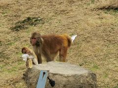 -上方山森林动物世界