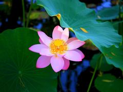 -莲花池公园