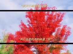 -南京枫彩漫城