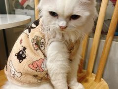 -楼上猫咖(罗湖店)