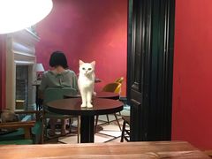 -猫色咖啡·猫咖