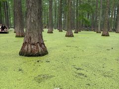 -渌洋湖湿地公园