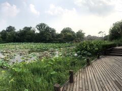 -桃花岛景观公园