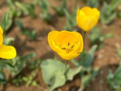 -石家庄市植物园