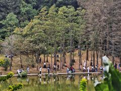 -深圳仙湖植物园