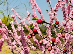 -北京西山国家森林公园