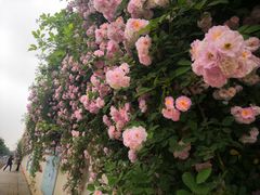 -荣昌花园