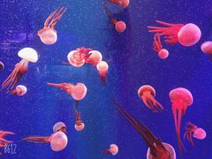 -成都浩海立方海洋公园