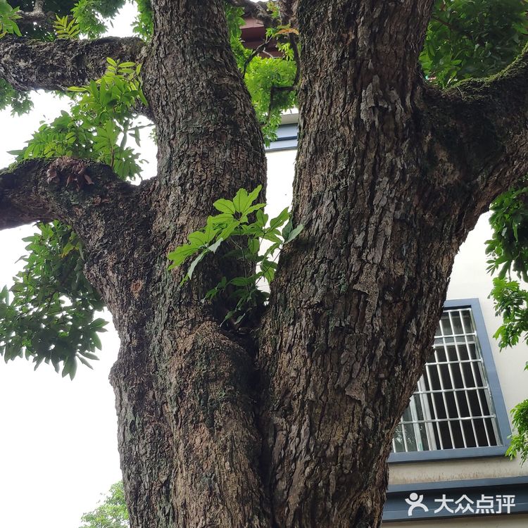 柳州市环江大道雷村屯图片