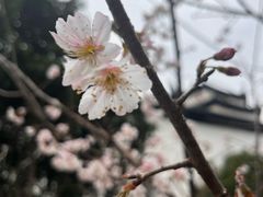-凤凰寺