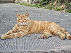 -包子大王(新泽巷店)