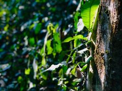 -中国科学院西双版纳热带植物园