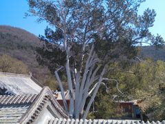 -潭柘寺景区