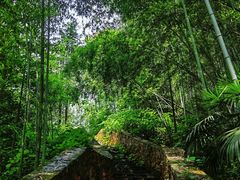 -素山寺森林公园