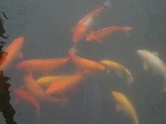 -西湖外事游船(花港观鱼码头)