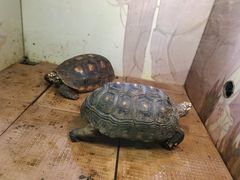-上海大自然野生昆虫馆(东方明珠·爬宠昆虫探索中心)