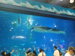 -烟台海昌鲸鲨海洋公园