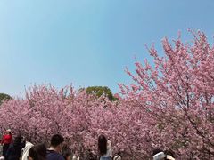 -武汉大学-樱园