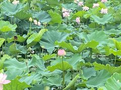 -荷塘月色湿地公园·向阳花洲
