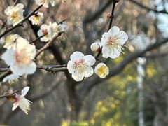 -苏州上方山国家森林公园