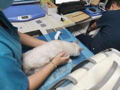 -关爱宠物医院·猫科中心·消化科(滨湖万达分院)