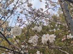 -高东镇樱花园