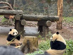 -都江堰中华大熊猫苑