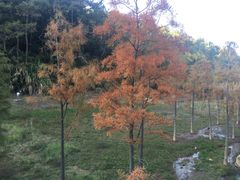 -神光山国家森林公园