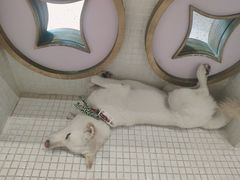 -柴务处·柴犬主题狗咖